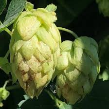 Attēlu rezultāti vaicājumam “Humulus lupulus fruit”