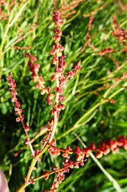 Attēlu rezultāti vaicājumam “Rumex acetosella leaf”