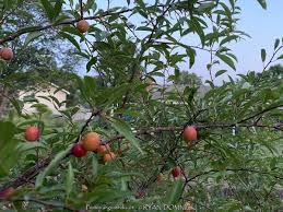Attēlu rezultāti vaicājumam “Poa angustifolia fruit”