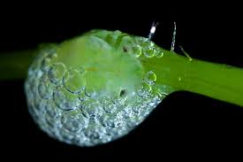 Attēlu rezultāti vaicājumam “Leocarpus fragilis stalked”