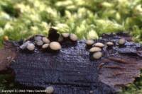 Attēlu rezultāti vaicājumam “Vibrissea decolorans”