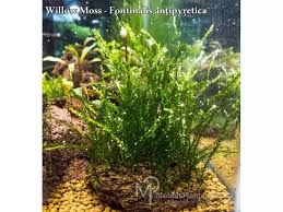 Attēlu rezultāti vaicājumam “Fontinalis antipyretica subsp. gracilis”