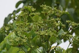 Attēlu rezultāti vaicājumam “Phellodendron amurense flower”