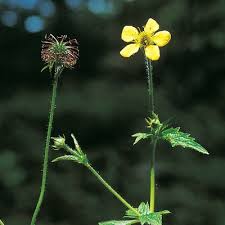 Image result for Geum urbanum
