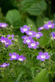 Attēlu rezultāti vaicājumam “Geranium sylvaticum leaf”
