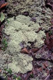 Attēlu rezultāti vaicājumam “Cladonia rangiferina”