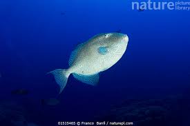 Image result for Balistes capriscus