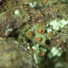 Attēlu rezultāti vaicājumam “Coenogonium pineti”