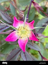 Attēlu rezultāti vaicājumam “Rosa glauca flower”