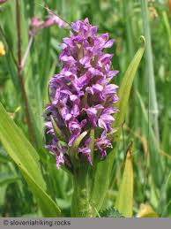 Attēlu rezultāti vaicājumam “Dactylorhiza incarnata flower”
