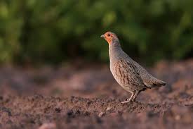 Attēlu rezultāti vaicājumam “Perdix perdix adult”