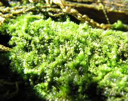 Attēlu rezultāti vaicājumam “Cladopodiella francisci macro”