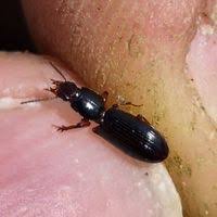 Attēlu rezultāti vaicājumam “Clivina fossor”