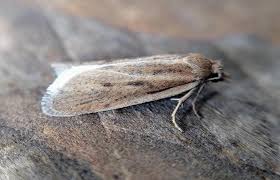 Attēlu rezultāti vaicājumam “Eana incanana”