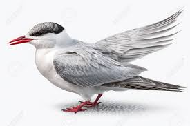 Attēlu rezultāti vaicājumam “Sterna hirundo”