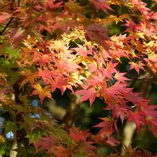 Image result for Acer palmatum `Orange Dream`