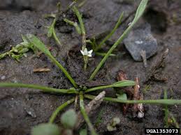 Attēlu rezultāti vaicājumam “Limosella aquatica”