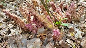 Attēlu rezultāti vaicājumam “Lathraea squamaria”