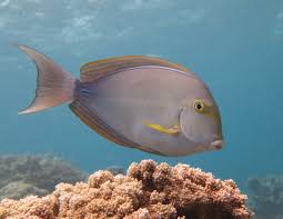 Image result for Acanthurus xanthopterus