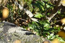 Attēlu rezultāti vaicājumam “Botrychium multifidum”