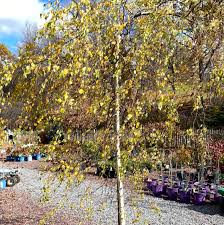 Attēlu rezultāti vaicājumam “Betula pendula Youngii”