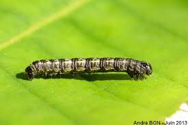 Attēlu rezultāti vaicājumam “Agriopis leucophaearia”