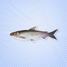 Image result for Coregonus albula