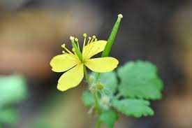 Image result for Chelidonium majus