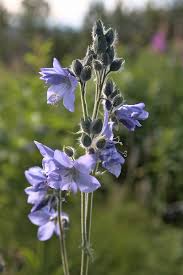 Attēlu rezultāti vaicājumam “Polemonium caeruleum fruit”