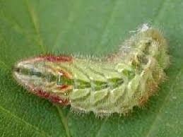 Attēlu rezultāti vaicājumam “Satyrium w-album”