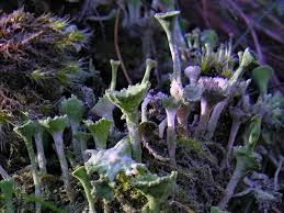 Attēlu rezultāti vaicājumam “Cladonia”