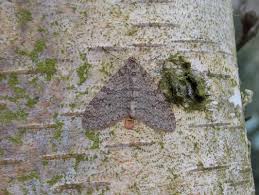 Attēlu rezultāti vaicājumam “Trichopteryx carpinata”