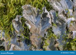 Attēlu rezultāti vaicājumam “Peltigera praetextata”