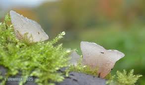 Attēlu rezultāti vaicājumam “Neobulgaria pura”