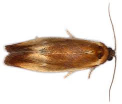 Attēlu rezultāti vaicājumam “Eulia ministrana”