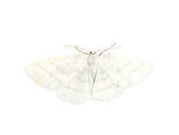 Attēlu rezultāti vaicājumam “Cabera pusaria male”