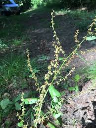 Image result for Rumex sanguineum