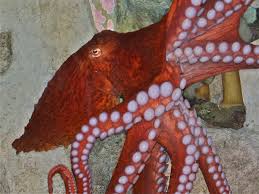 Image result for Enteroctopus dofleini