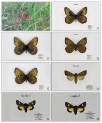 Attēlu rezultāti vaicājumam “Oeneis jutta underside”