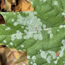 Attēlu rezultāti vaicājumam “Sawadaea tulasnei”