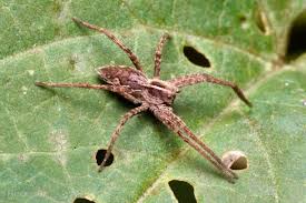 Attēlu rezultāti vaicājumam “Pisaura mirabilis”