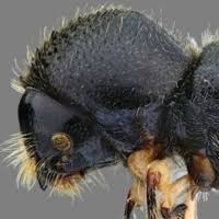 Attēlu rezultāti vaicājumam “Enteridium variabile macro”