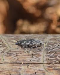 Attēlu rezultāti vaicājumam “Chalcophora mariana”