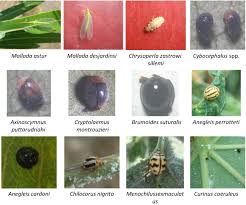 Attēlu rezultāti vaicājumam “Aleurochiton aceris nymph”