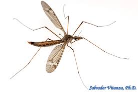 Attēlu rezultāti vaicājumam “Tipulidae”