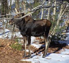 Attēlu rezultāti vaicājumam “Alces alces”