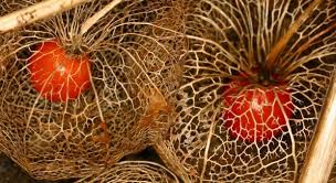 Attēlu rezultāti vaicājumam “Physalis alkekengi fruit”