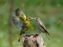 Attēlu rezultāti vaicājumam “Chloris chloris male”