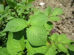 Attēlu rezultāti vaicājumam “Solanum tuberosum leaf”