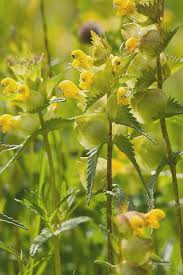 Attēlu rezultāti vaicājumam “Rhinanthus minor flower”